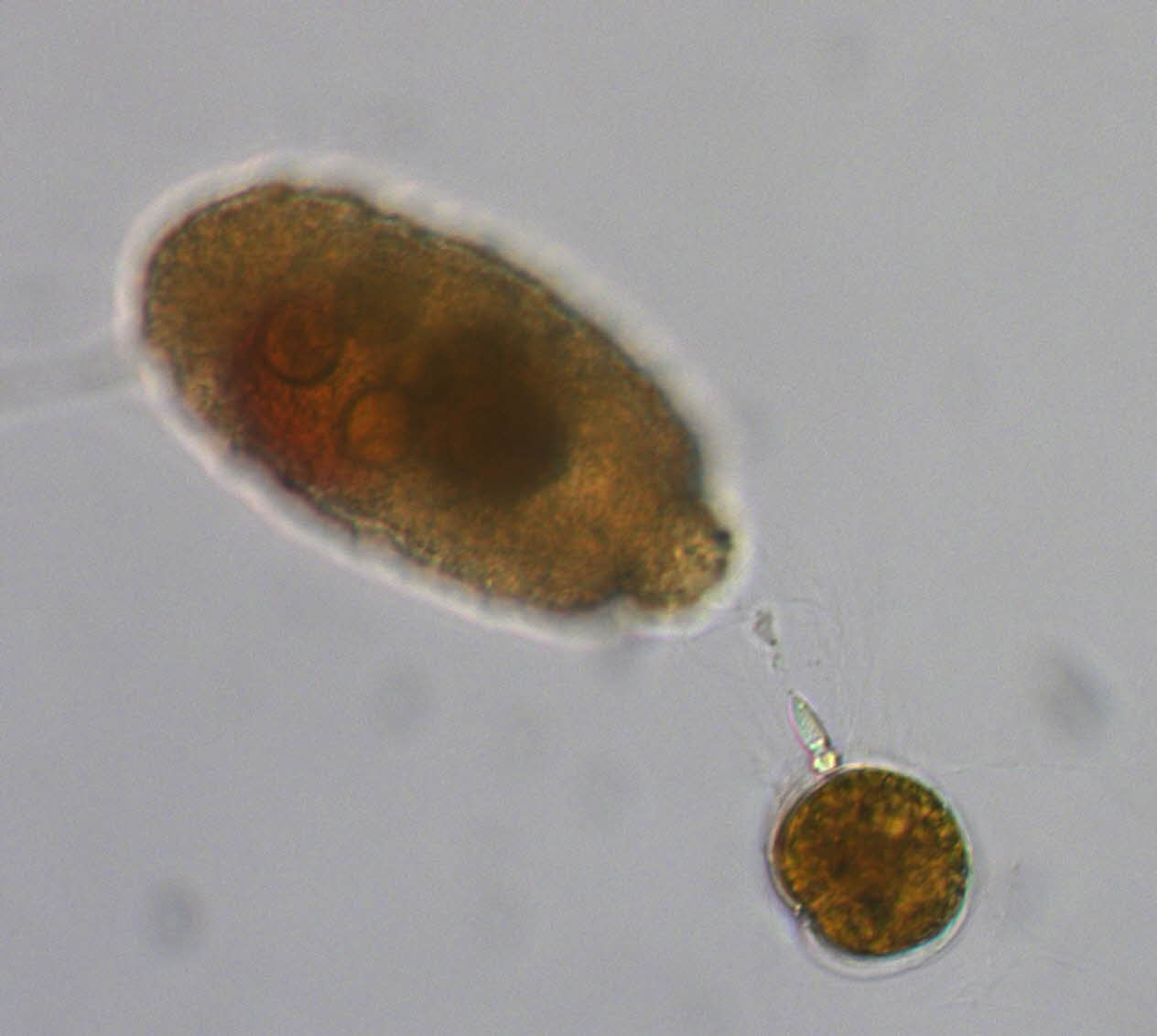 dinoflagellates cell