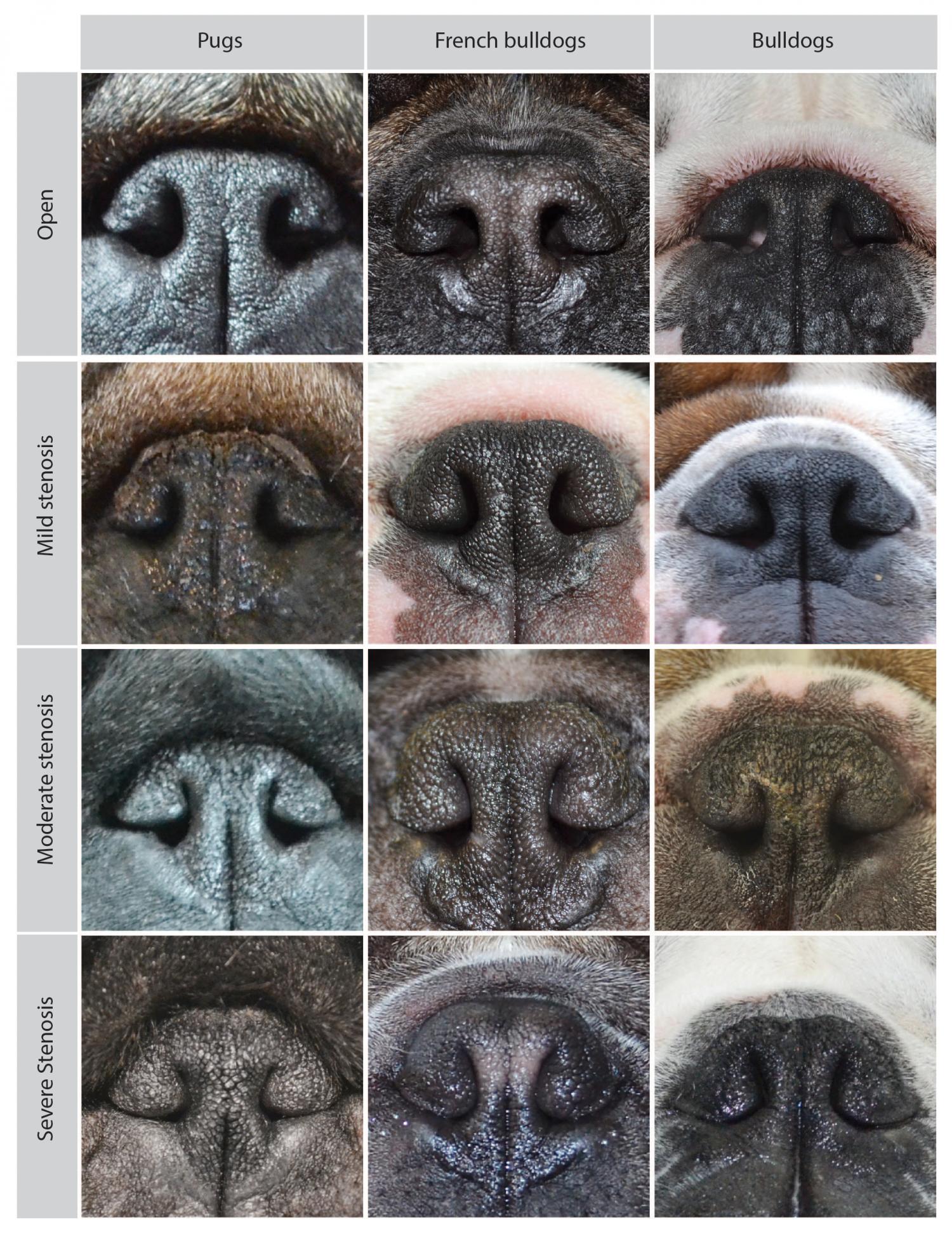 No Simple Way Of Predicting Breathing Difficulties In Pugs French Bulldogs And Bulldogs From External Features
