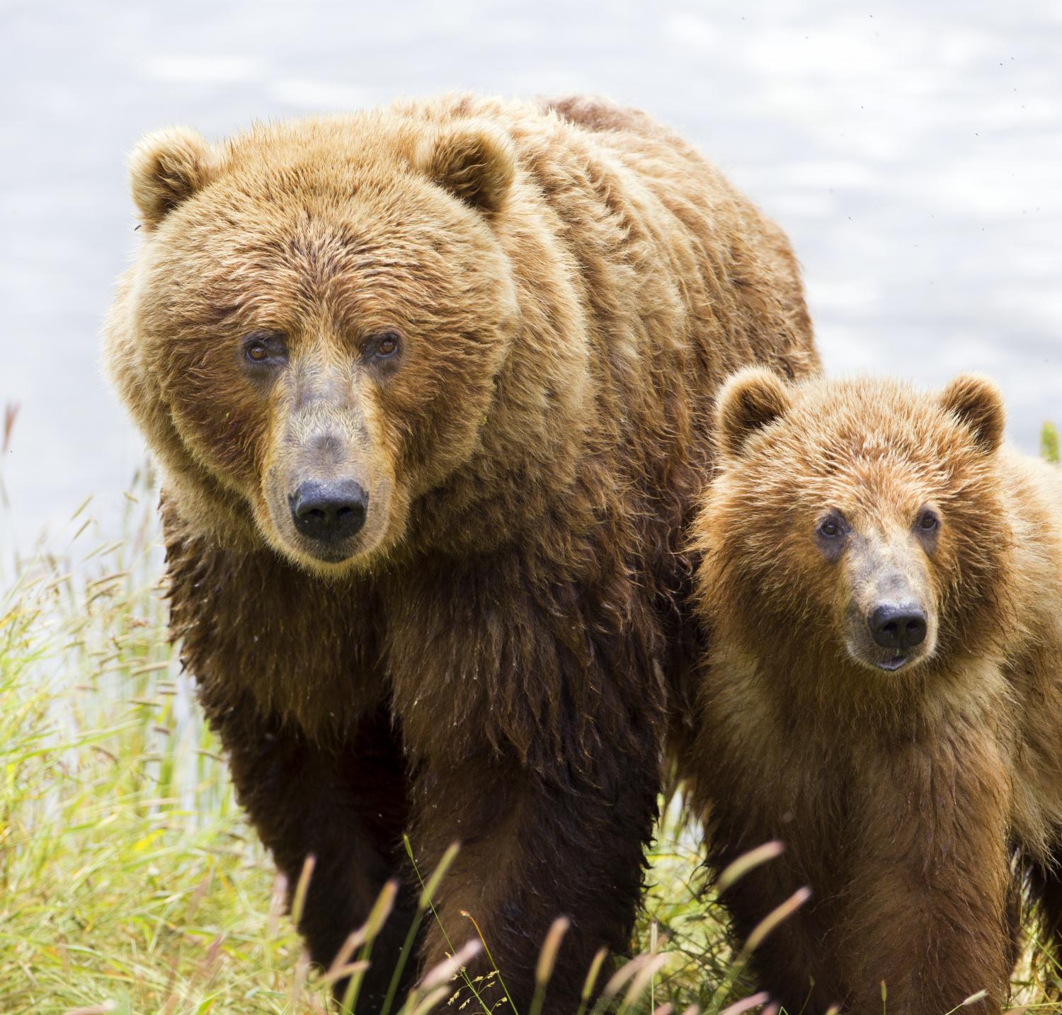 Kodiak Bears Found To Switch To Eating Elderberries Instead Of Salmon As Climate Changes