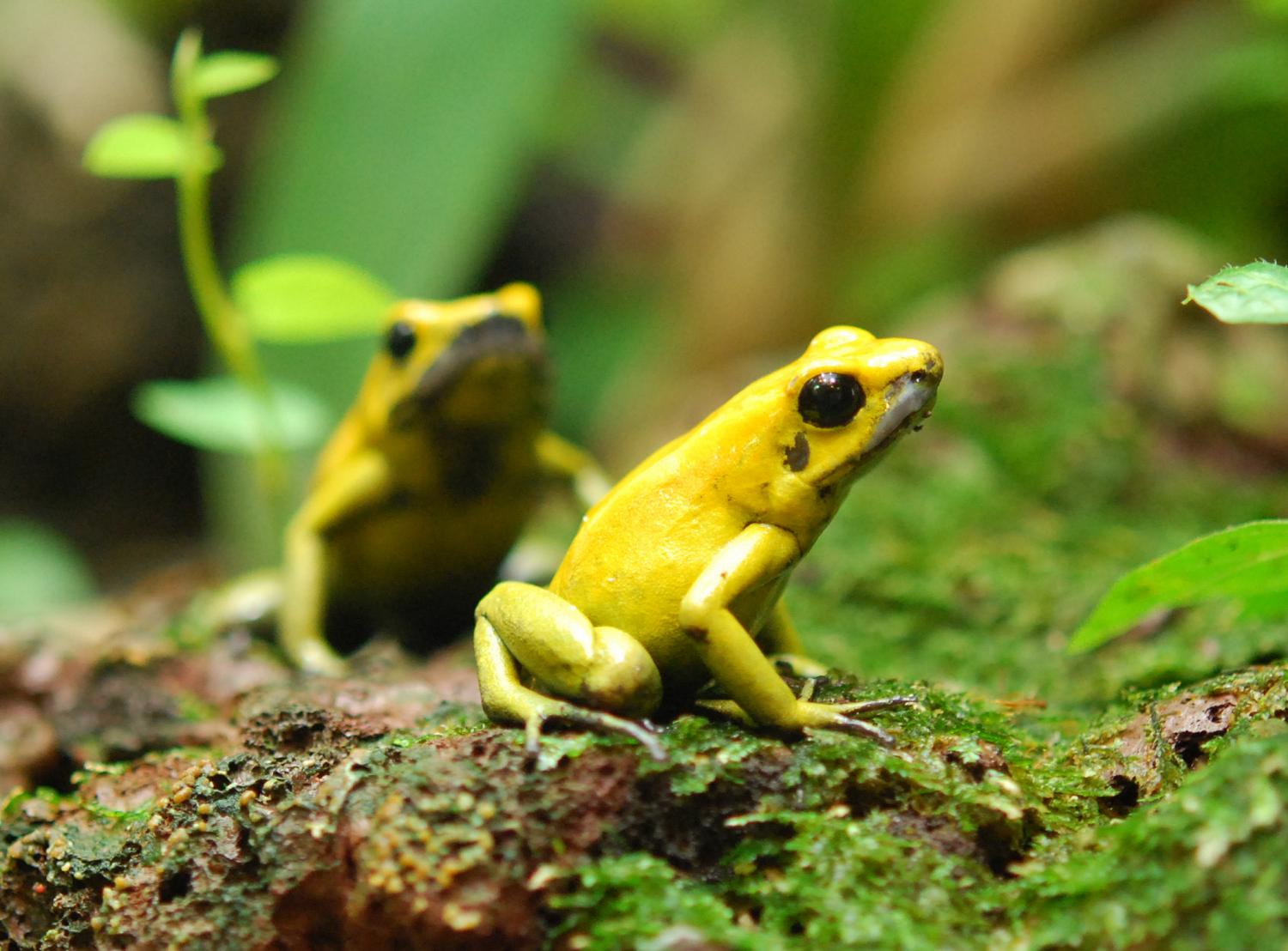 Why poison dart frogs don't poison themselves
