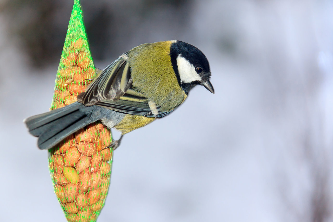Why the uk's great tits have such long beaks