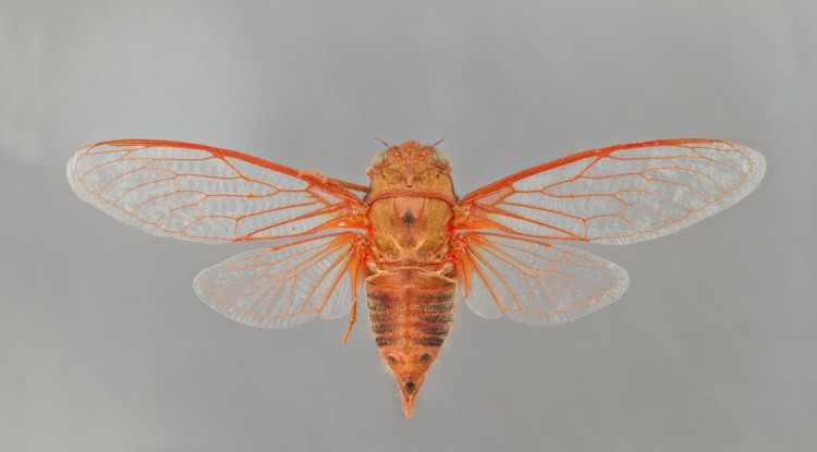 8 Things You Didn't Know About Fruit Flies