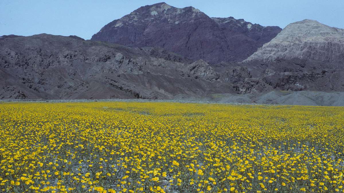 Californias dry regions are hotspots of plant diversity