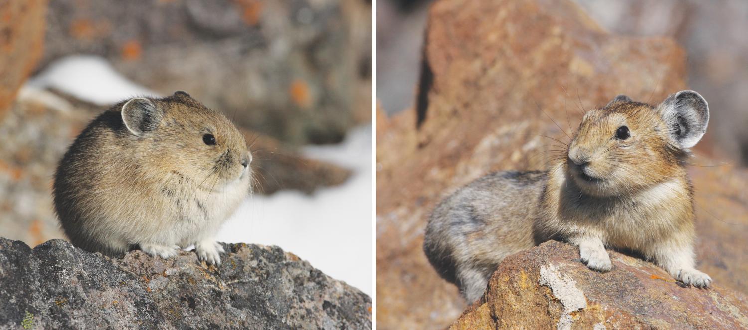 Adorable alpine animal acclimates behavior to a changing climate