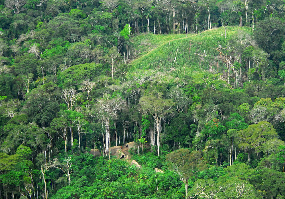 Researchers find there are at least 14,003 plant types in Amazon basin