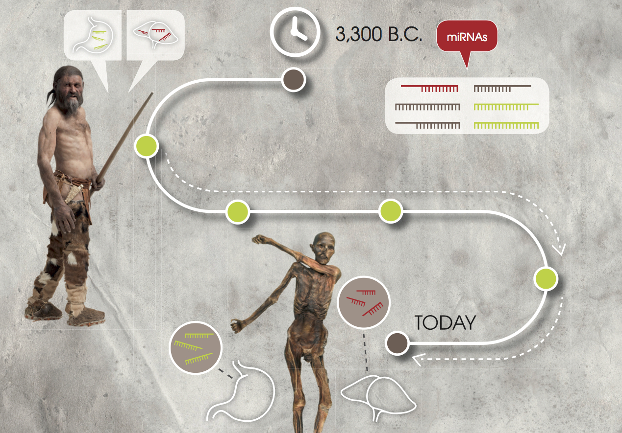 Genome sequencing unravels the mystery of Ötzi the Iceman