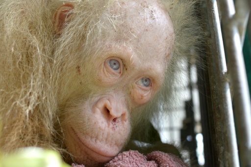 Albino Orangutan Named Alba After Global Appeal