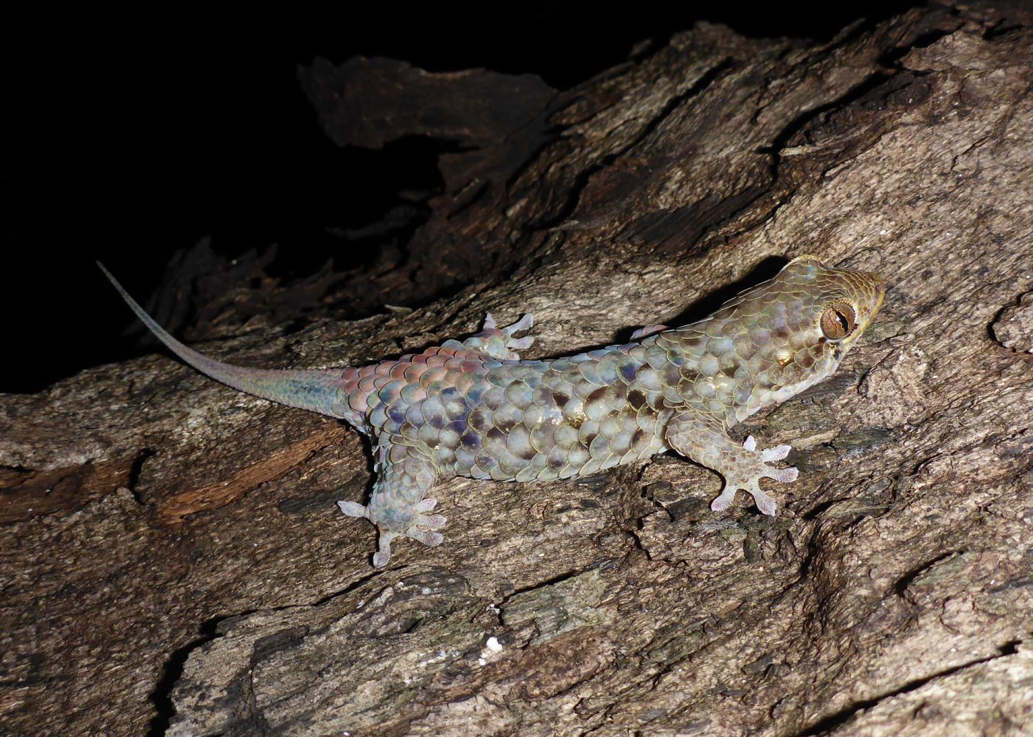 A new species of gecko with massive scales and tear-away skin