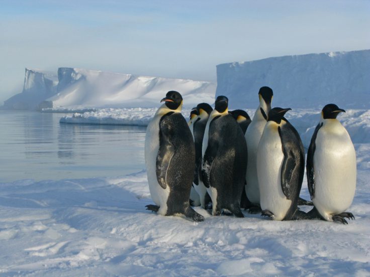 Antarctic sea ice extent lowest on record