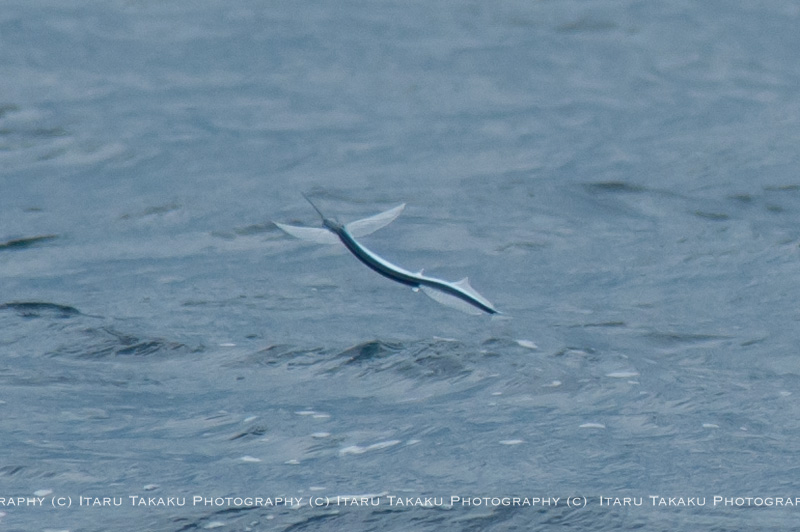 A twist in the tail: Flying fish give clues to 'tandem wing