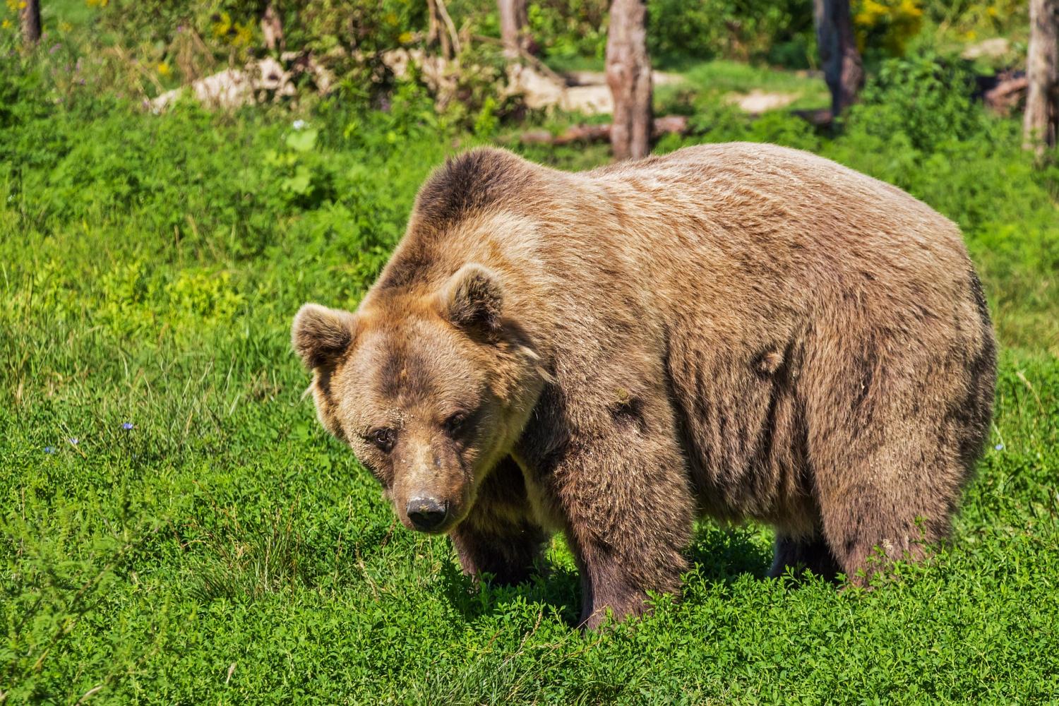 Human Hunting Influences Adaptation In Bear Cub Parenting