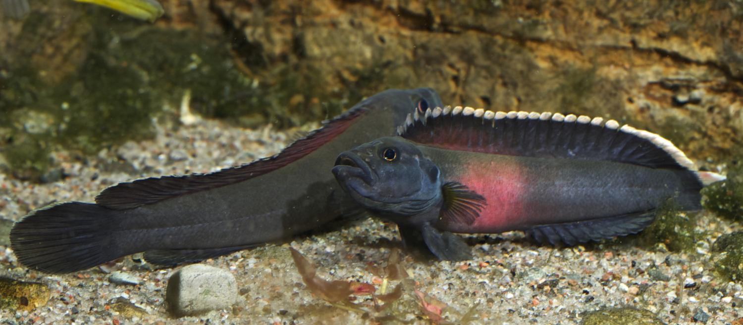Congo river fish evolution shaped by intense rapids