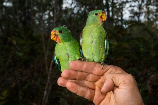 australian parrots baby