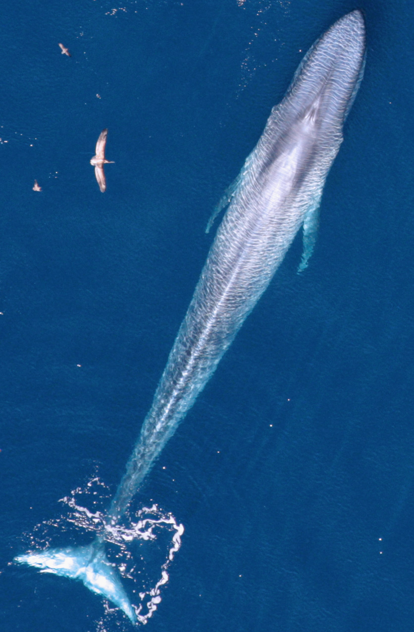 Data on blue whales off California helps protect their distant relatives