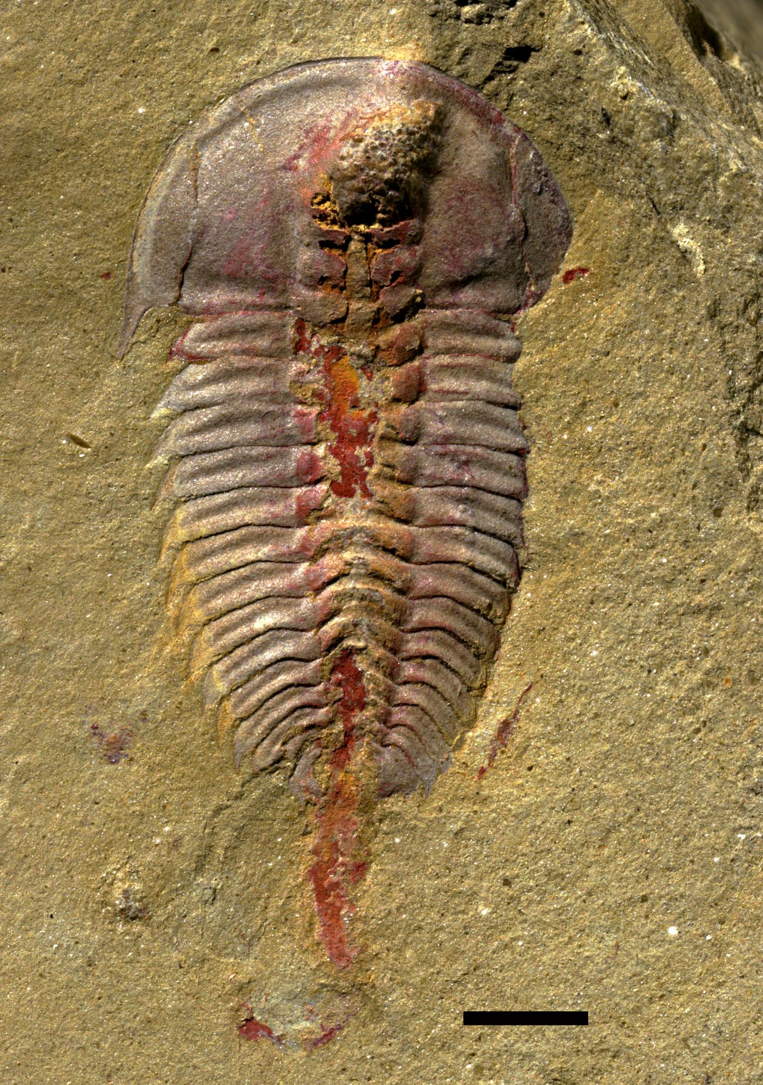 Early trilobites had stomachs, new fossil study finds