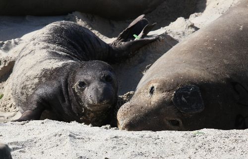 Famous tagged elephant seal returns after record-shattering swim