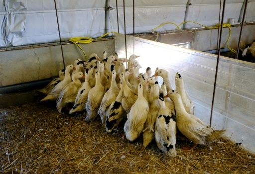 France Will Stop Making Foie Gras This Summer