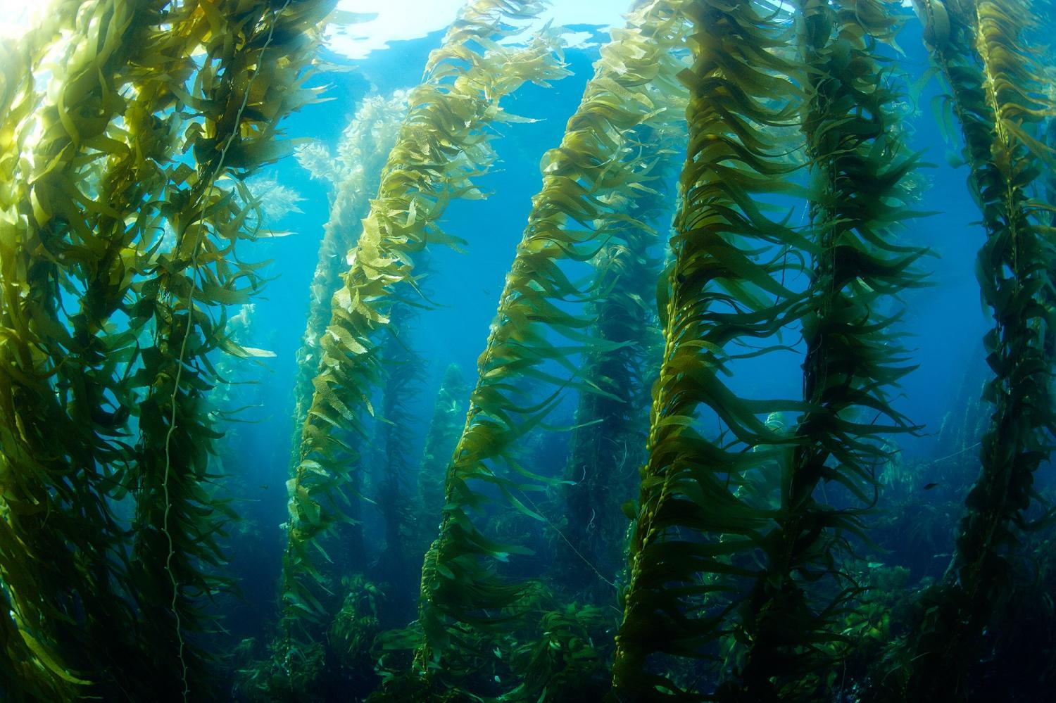 Growing kelp for biofuel: Researchers aim to harness potential