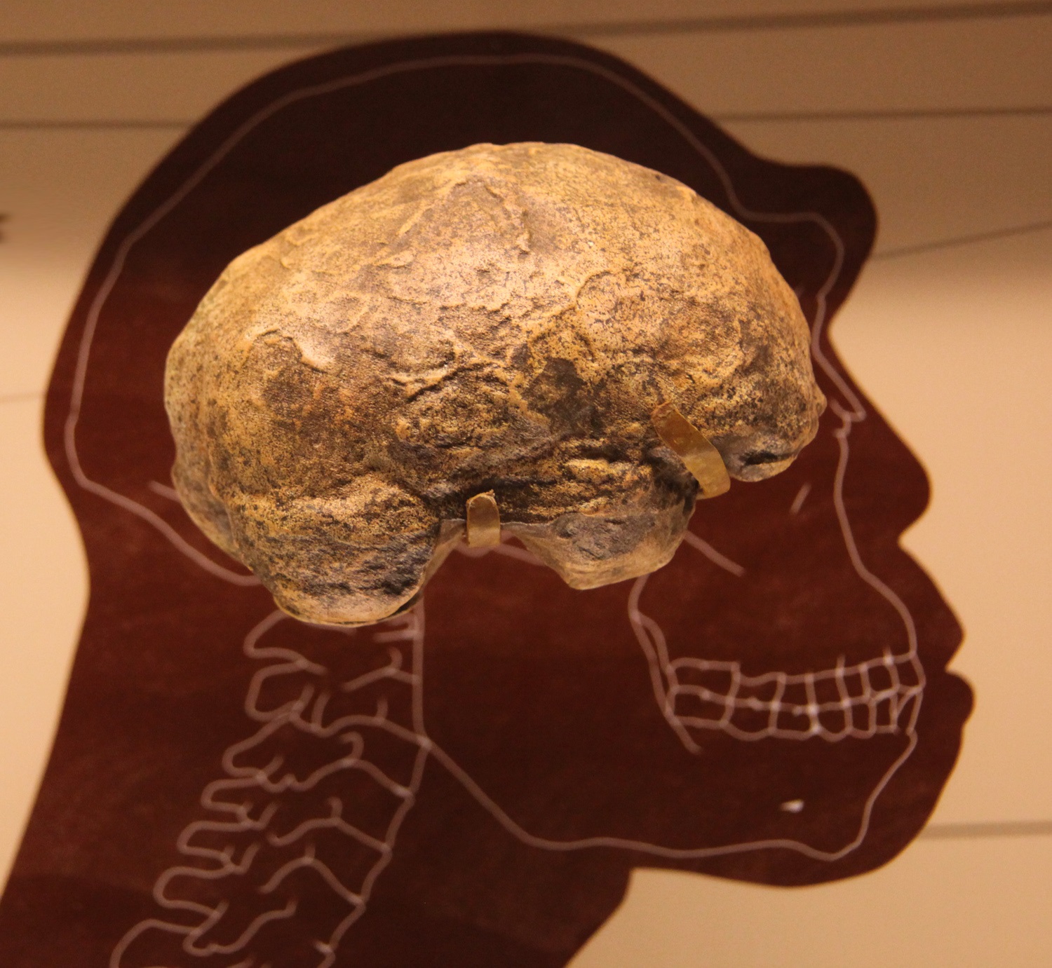 How big brains evolved could be revealed by new mathematical model