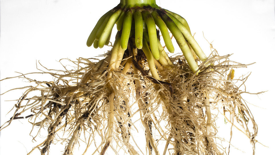 Корневой root. Кукуруза мочковатая корневая. Придаточные корни кукурузы. Мочковатая корневая система кукурузы. Ходульные корни кукурузы.