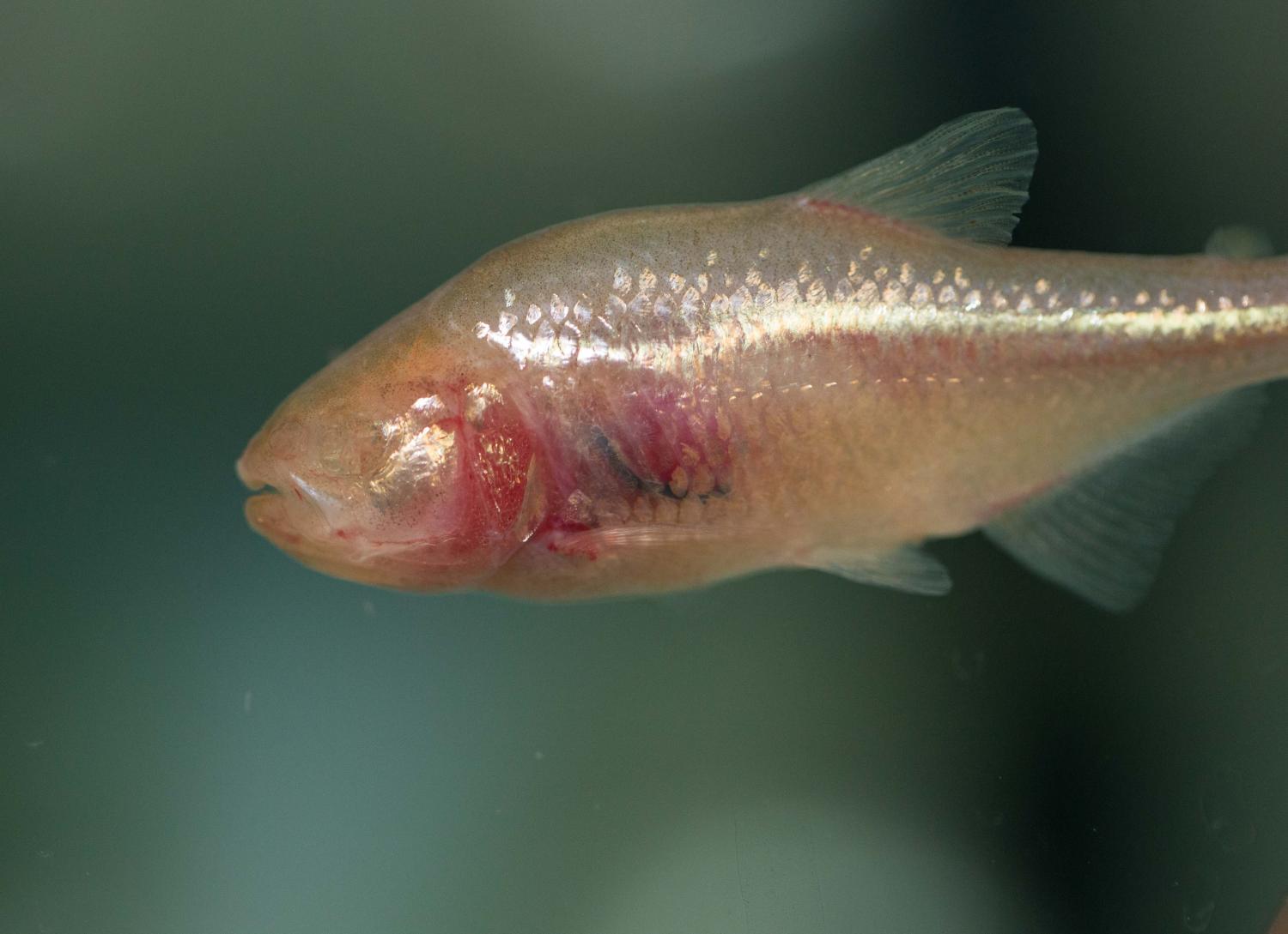 How do blind cavefish find their way? The answer could be in their