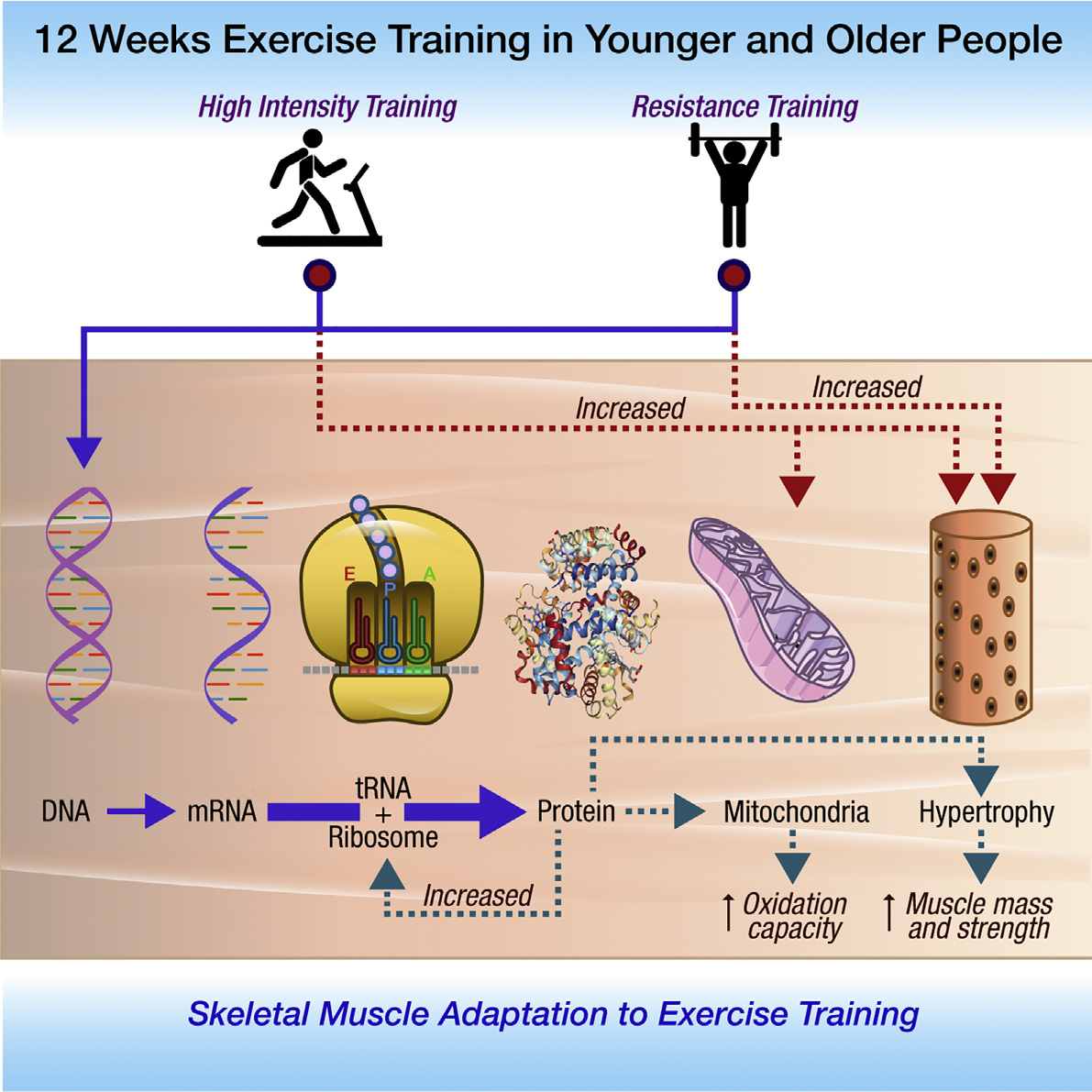 Aging and training adaptations