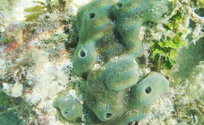Sea sponges collect DNA from fish, penguins, seals, Earth