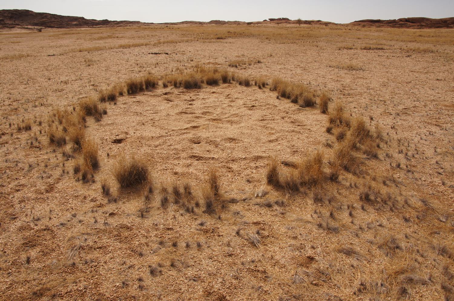 Researcher weighs in on fairy circles of Namibia