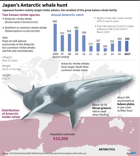 Japan Won't Lower Guard Of Whaling As Sea Shepherd