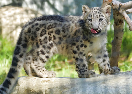 Long Endangered Snow Leopard Upgraded To Vulnerable Status [ 365 x 512 Pixel ]