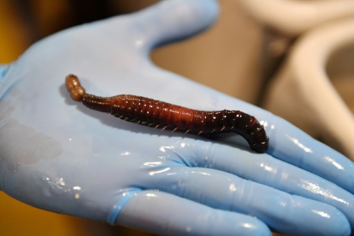 The story of how a worm turned into a bringer of medical miracles