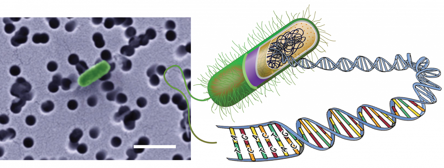 Форма днк бактерий. Мутагенез бактерий. Плазмиды бактерий микроскоп. Генные мутации бактерий. Мутагенез бактерий микробиология.