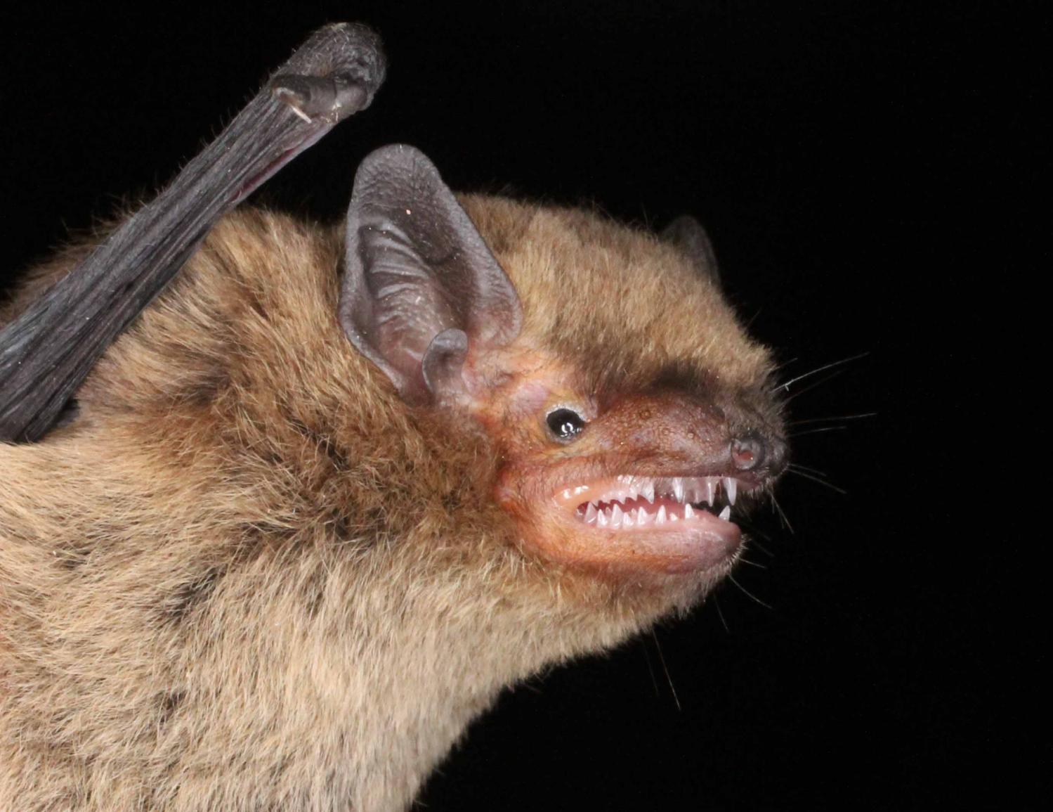 Will bats stay away from light?