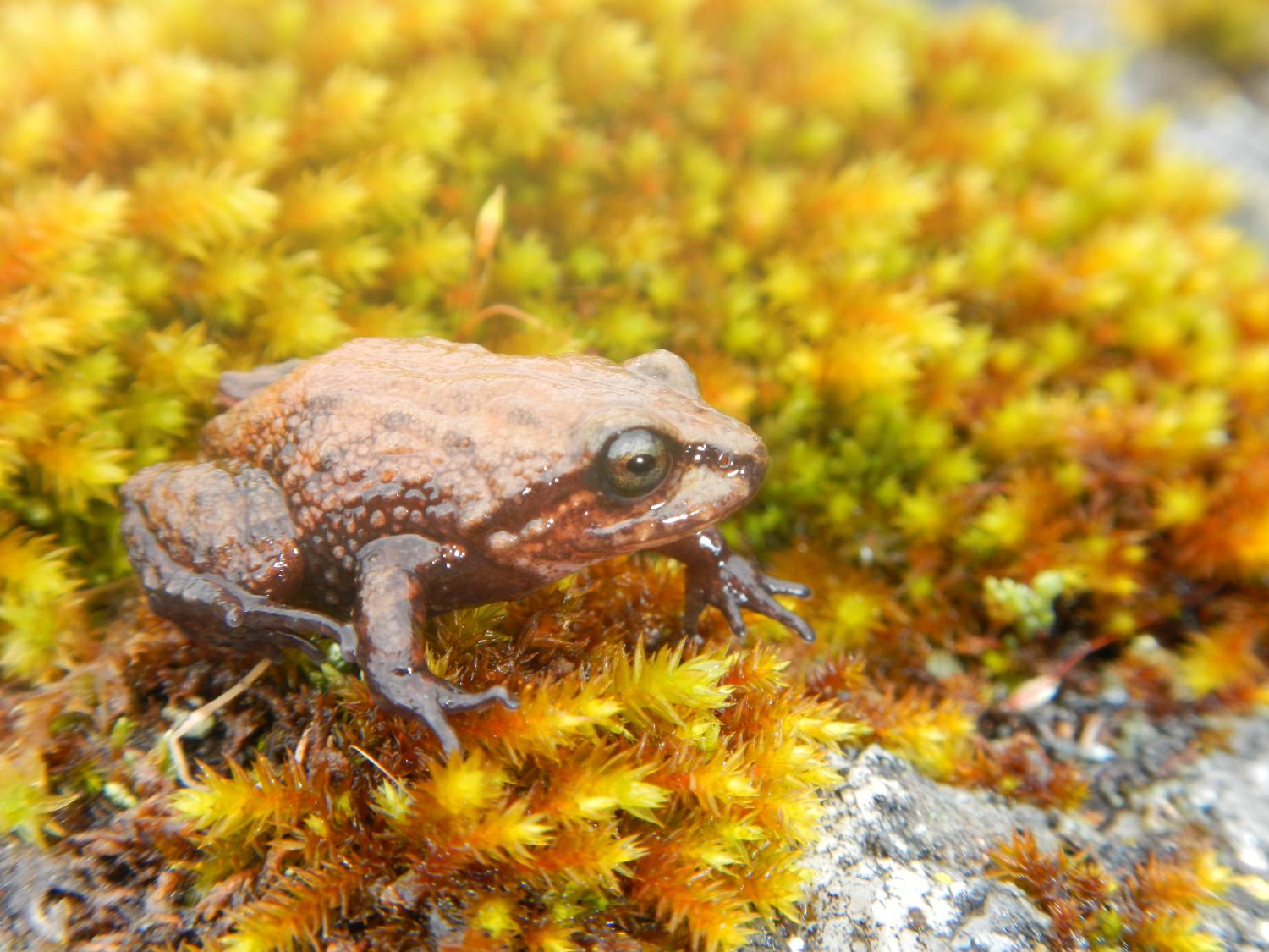 New Frog From The Peruvian Andes Is The First Amphibian Named