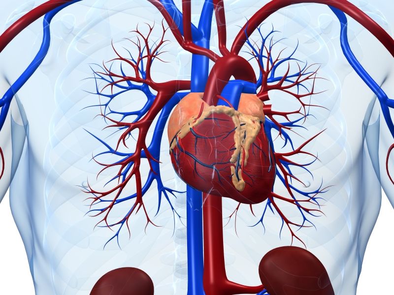 New model predicts mortality in stable coronary heart disease