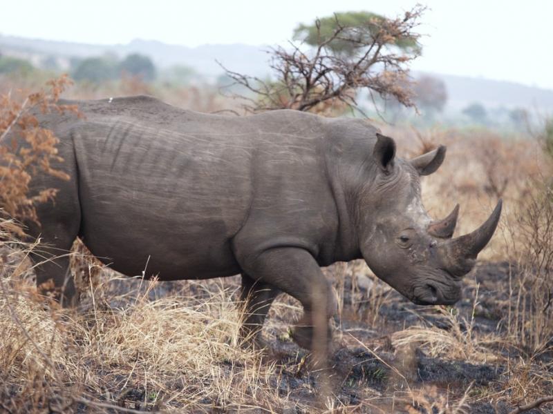 Why the Rhinos Deserve Their Place: My Letter to the GSA