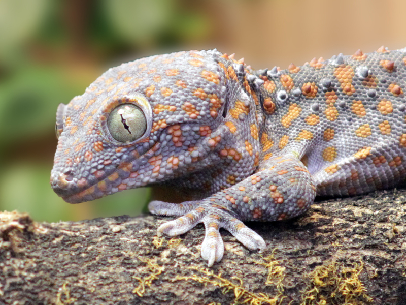 Phenotypic plasticity of gecko calls reveals the complex communication of  lizards