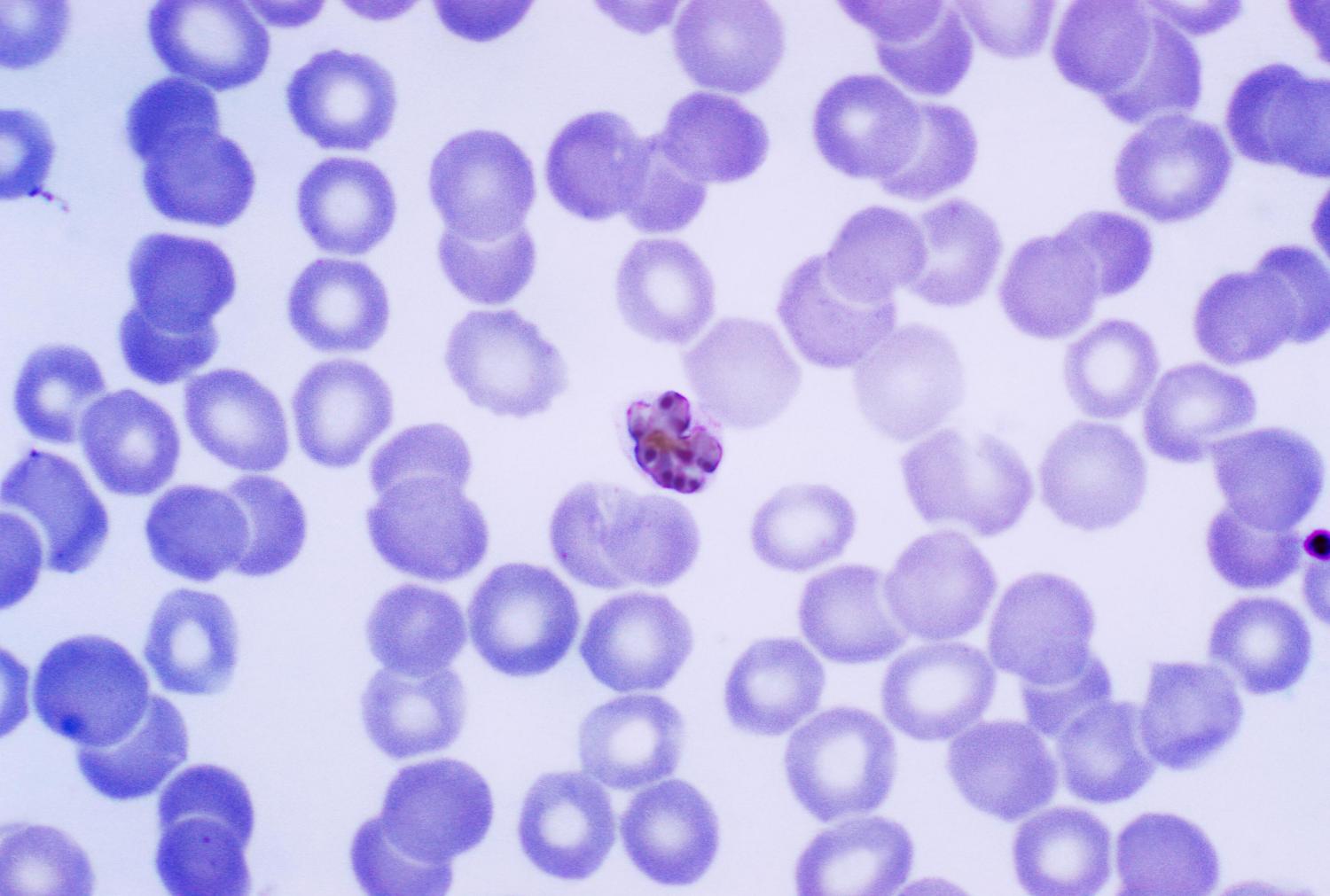 Plasmodium malária genom