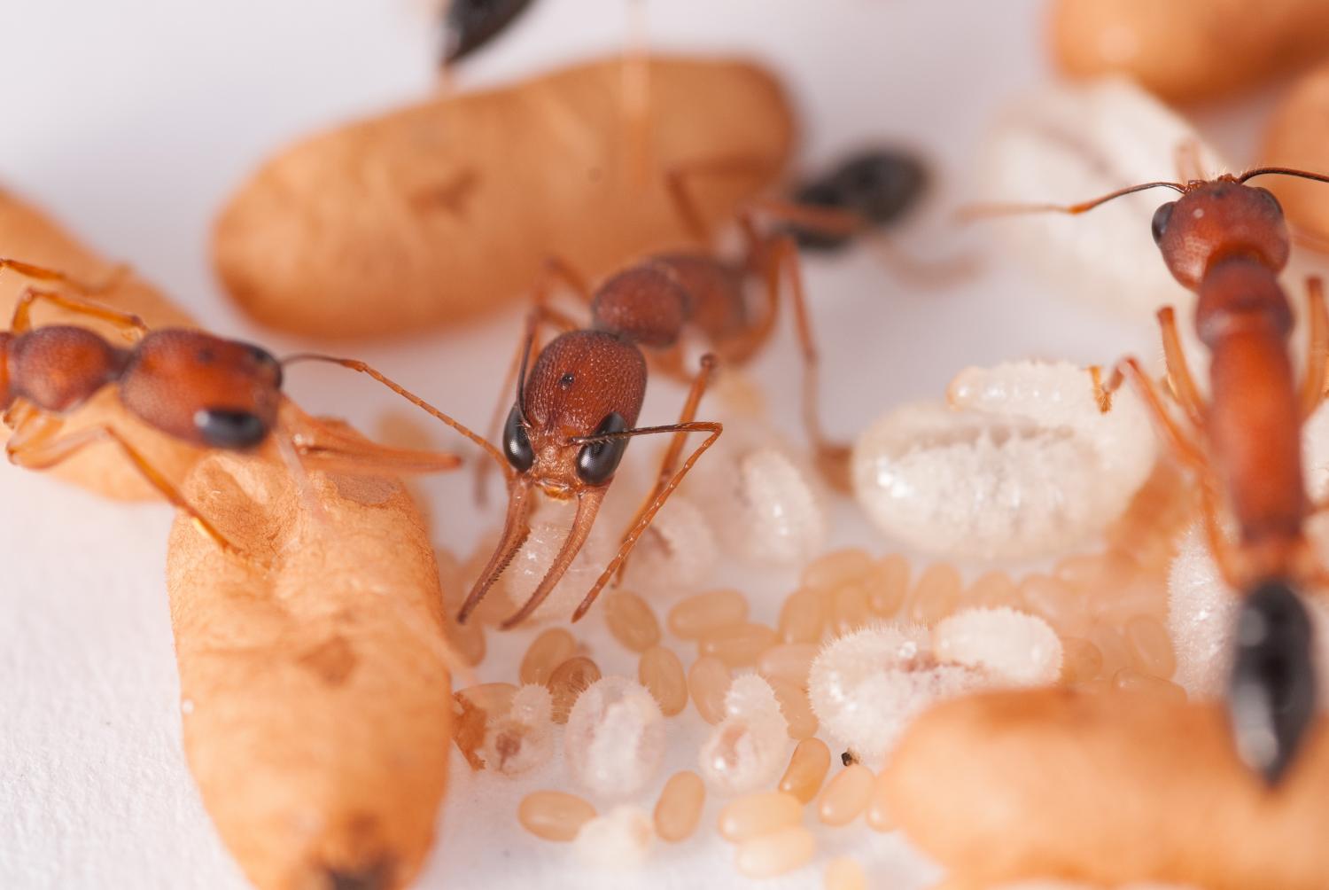 Несмотря на муравьиную склонность объединять свои. Harpegnathos Saltator Королева. Saltator муравей. Личинка муравья жнеца. Harpegnathos Saltator матка.