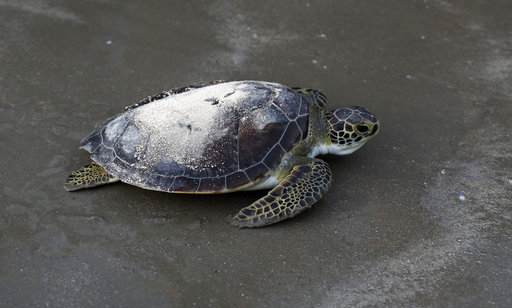 How a Texas A&M scientist's video of a sea turtle soured Americans