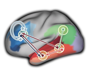 Rhythmic firing of brain cells supports communication in brain network for language