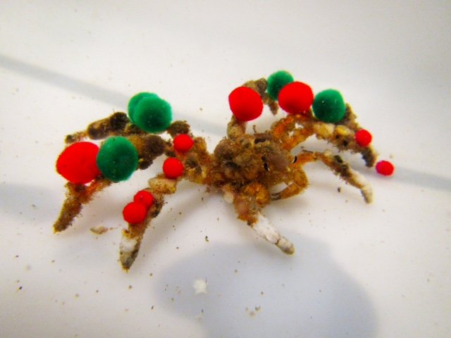 Like seasoned holiday enthusiasts, majoid crabs decorate their shells
