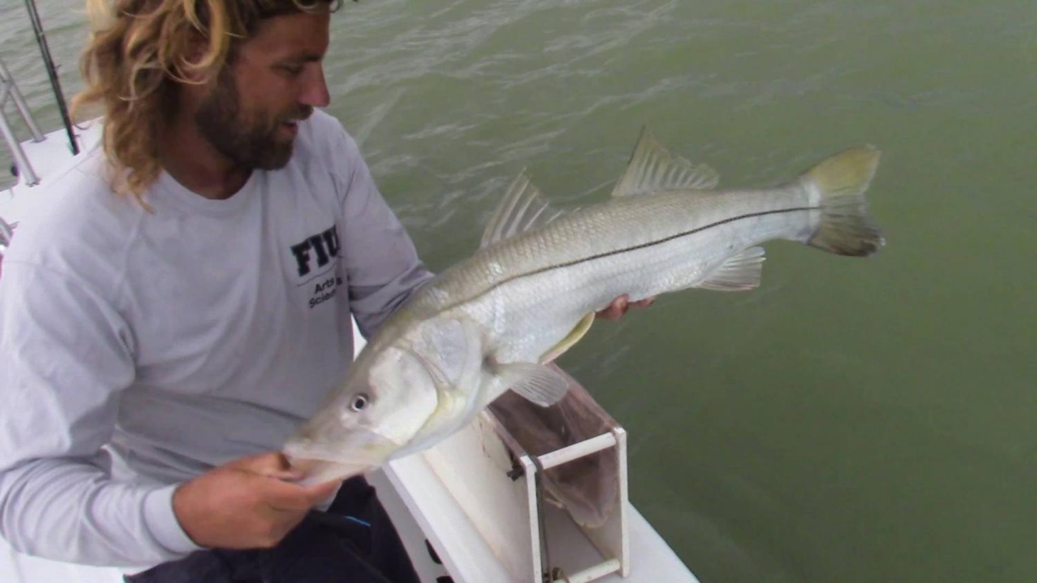 Common Snook – Discover Fishes