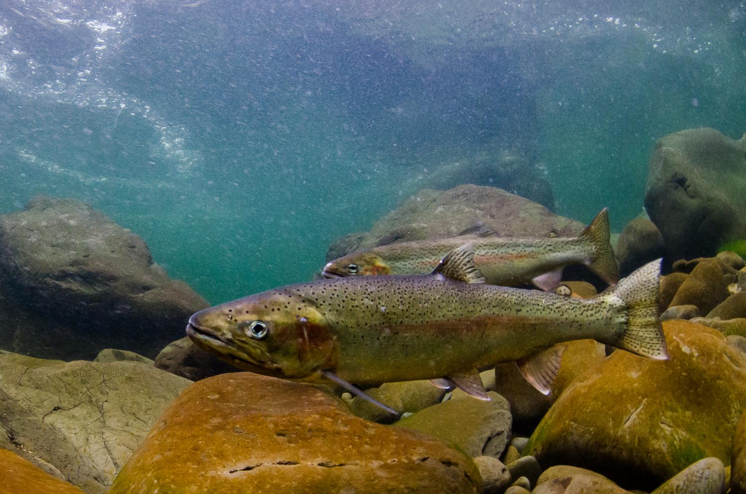 Steelhead trout population declines linked with poor survival of