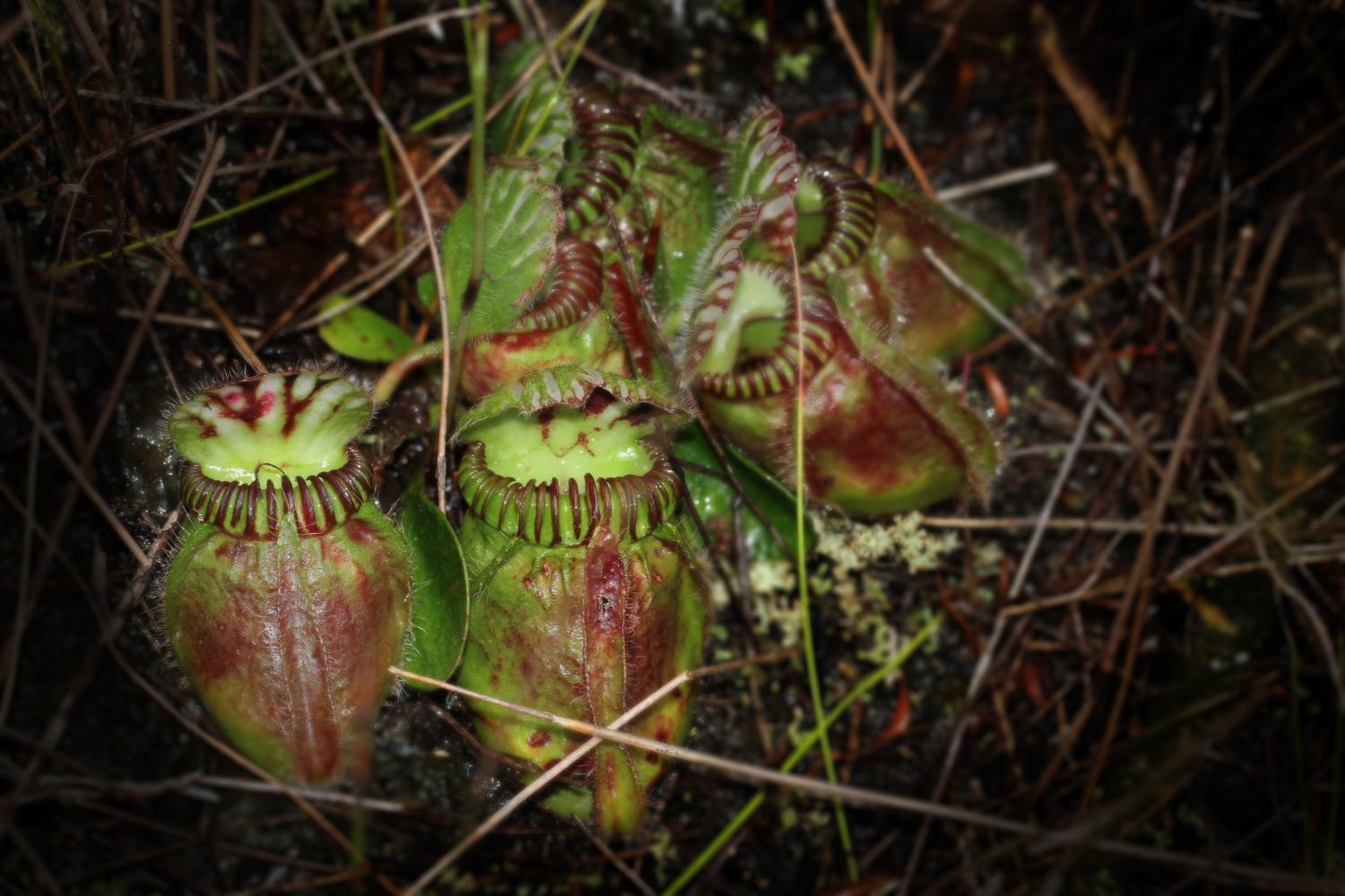 plan tigger Definere Study sheds light on how carnivorous plants acquired a taste for meat