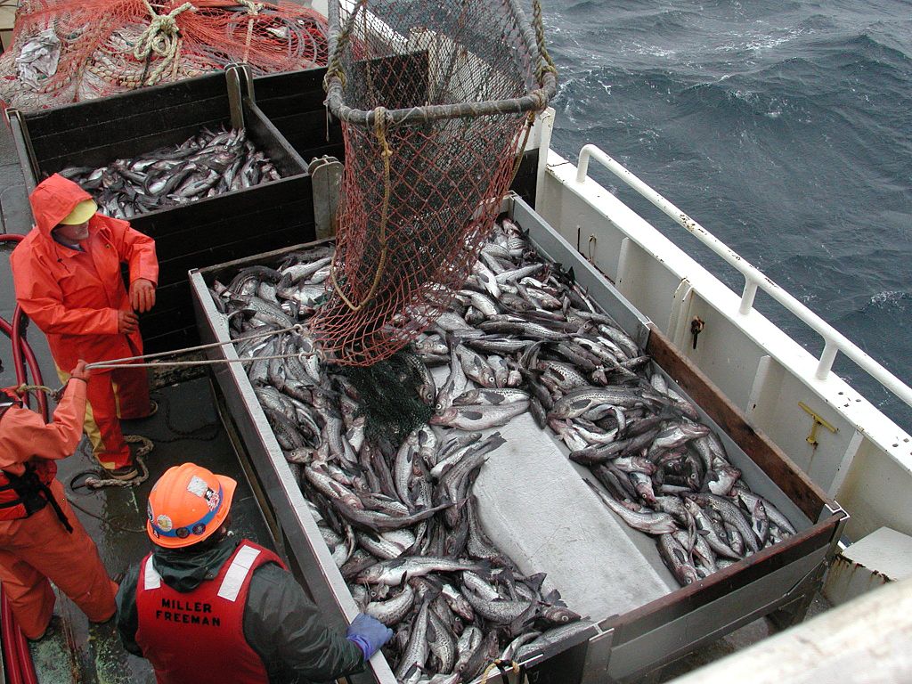Researchers and global fishing companies form coalition for