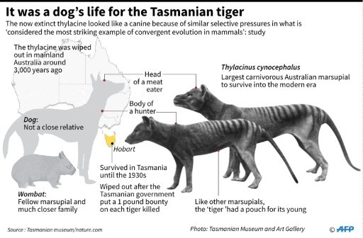 Tasmanian Tigers and Aboriginals: Which is extinct? •