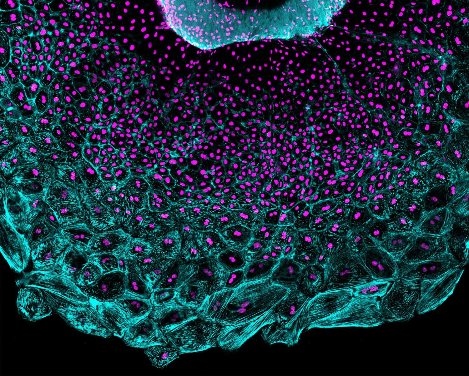Движение внутри клетки. Микрофотография клетки человека. Стволовые клетки микрофотография. Микрофотография стареющей клетки.. Микрофотографии по цитологии.