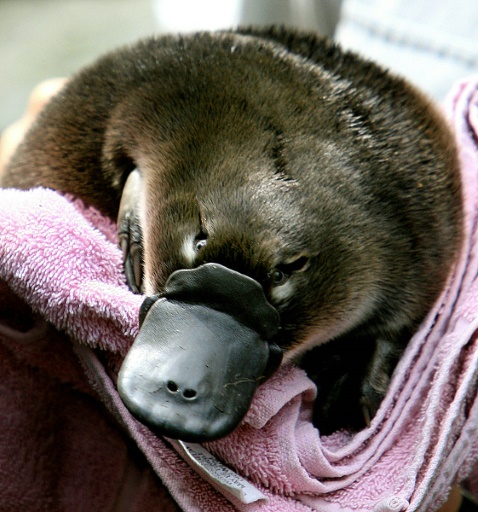 Platypuses decapitated in 'despicable' Australia killings