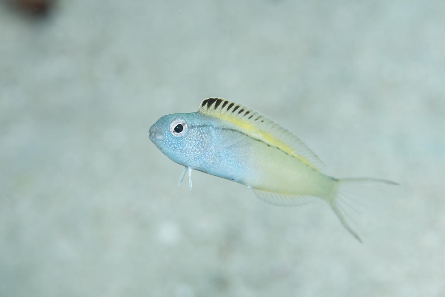 This timid little fish escapes predators by injecting them with  opioid-laced venom